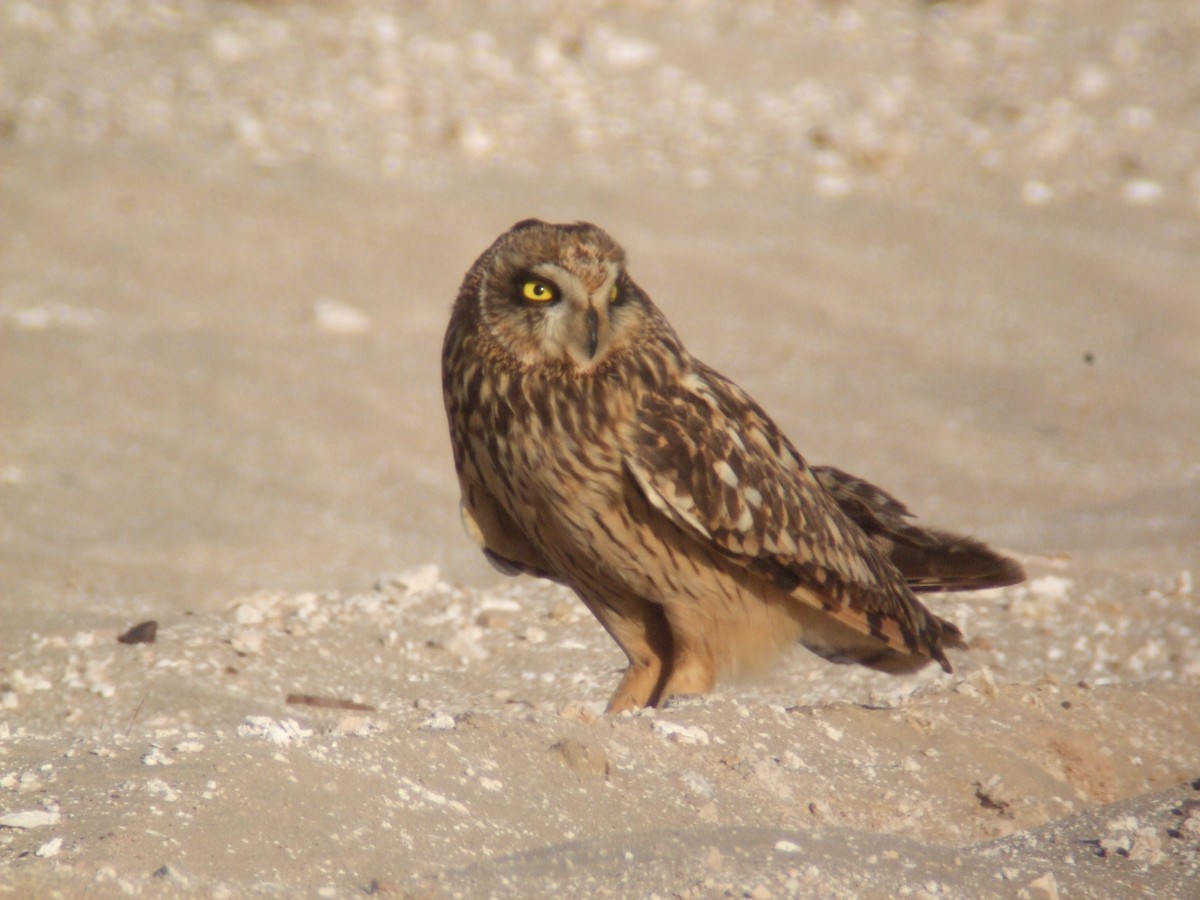 Short-eared Owl (Northern) - Oscar Campbell