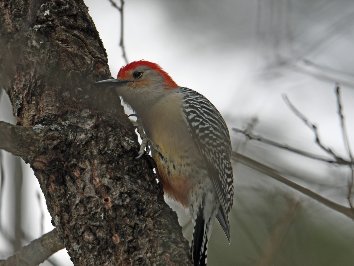 Red-bellied Woodpecker - ML304785861