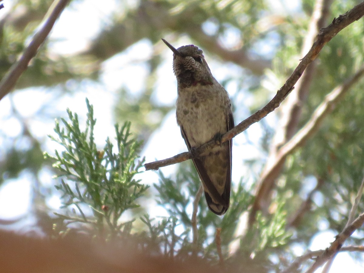 Anna's Hummingbird - Jarrod  Swackhamer