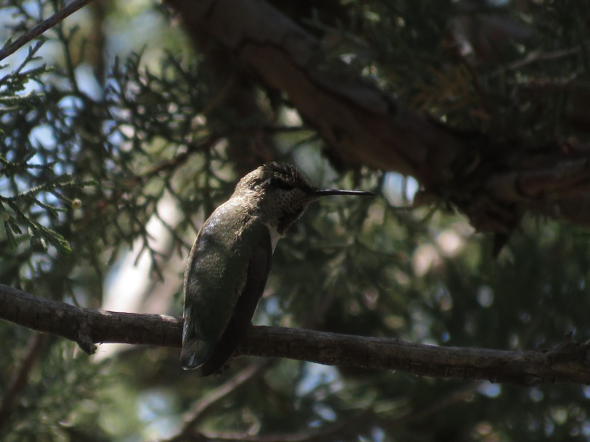 Anna's Hummingbird - Jarrod  Swackhamer