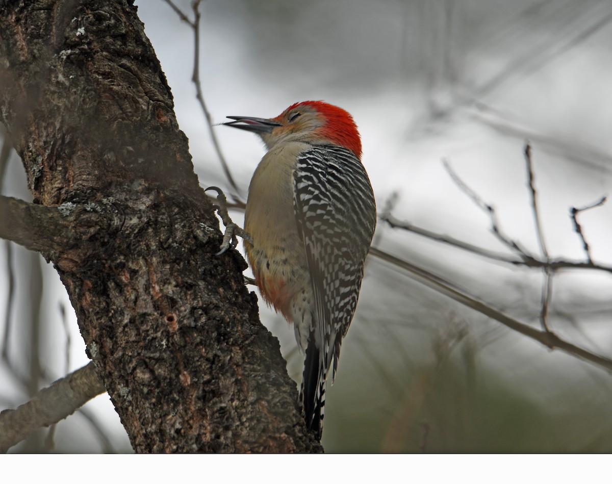 Red-bellied Woodpecker - ML304786571