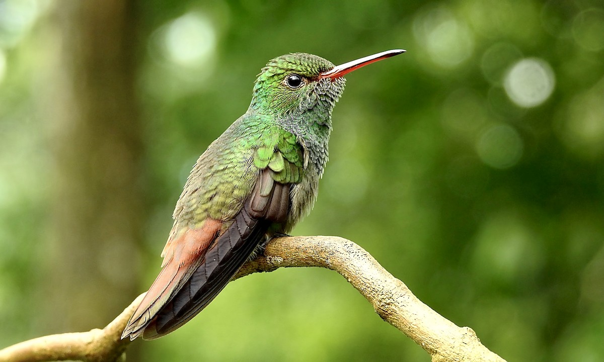 Rufous-tailed Hummingbird - Romel Romero