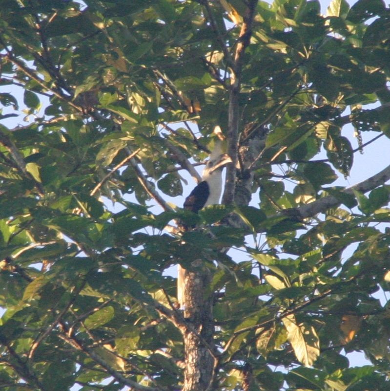 White-crowned Hornbill - ML304789491