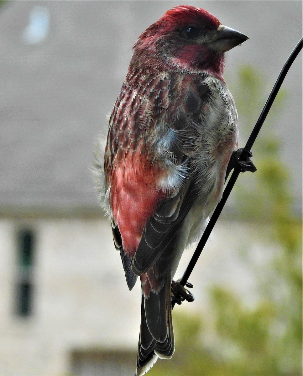 Purple Finch (Eastern) - Eric Haskell