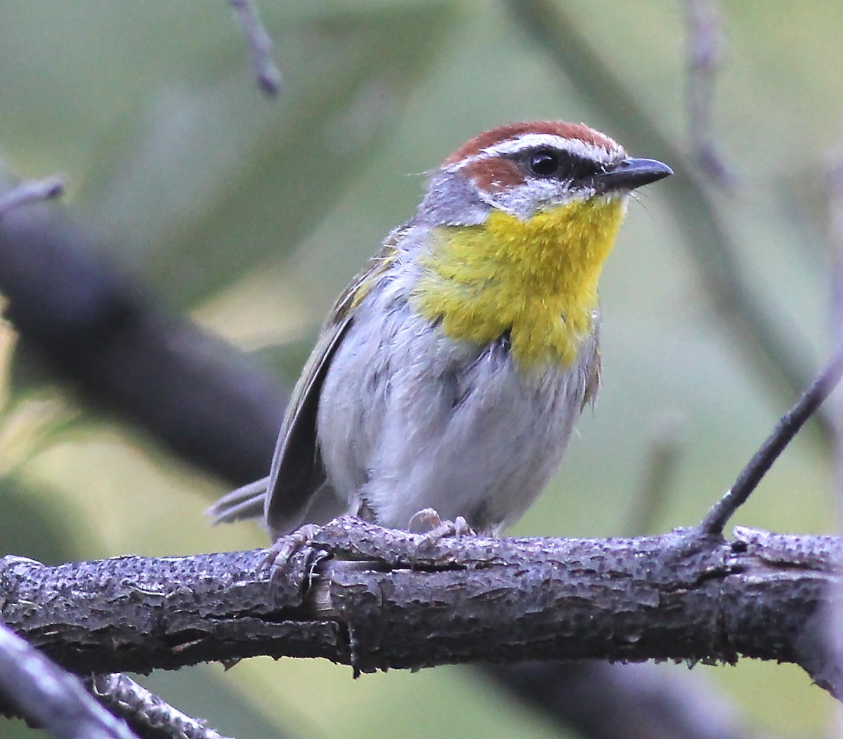 Rufous-capped Warbler - ML30479331