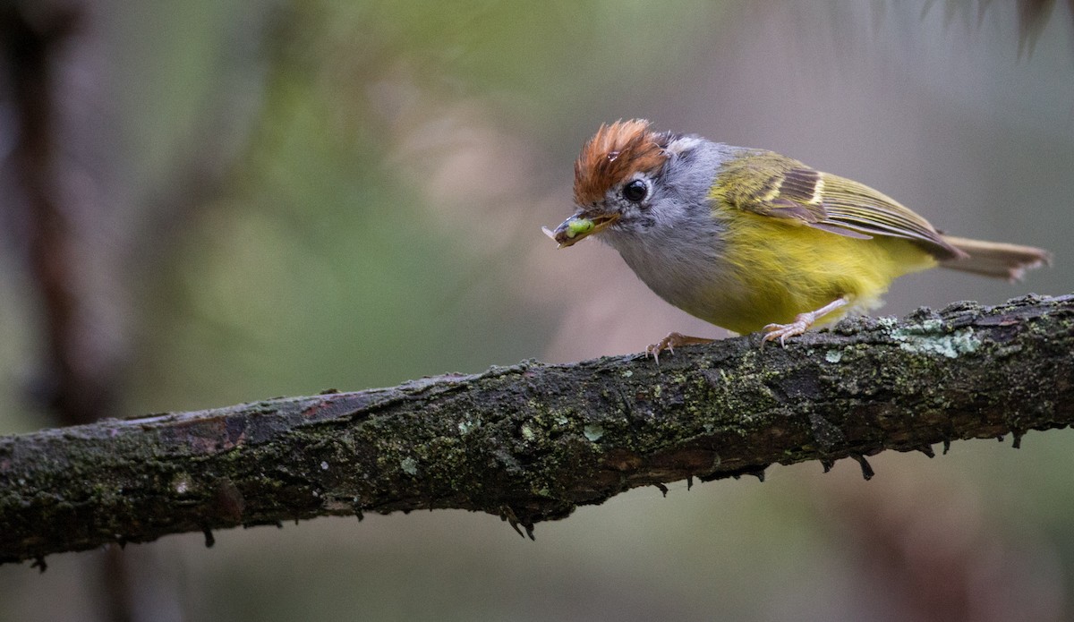 Chestnut-crowned Warbler - Ian Davies