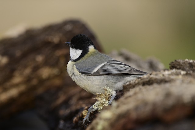 Adult dorsal view (subspecies <em class="SciName notranslate">mallorcae</em>). - Great Tit - 