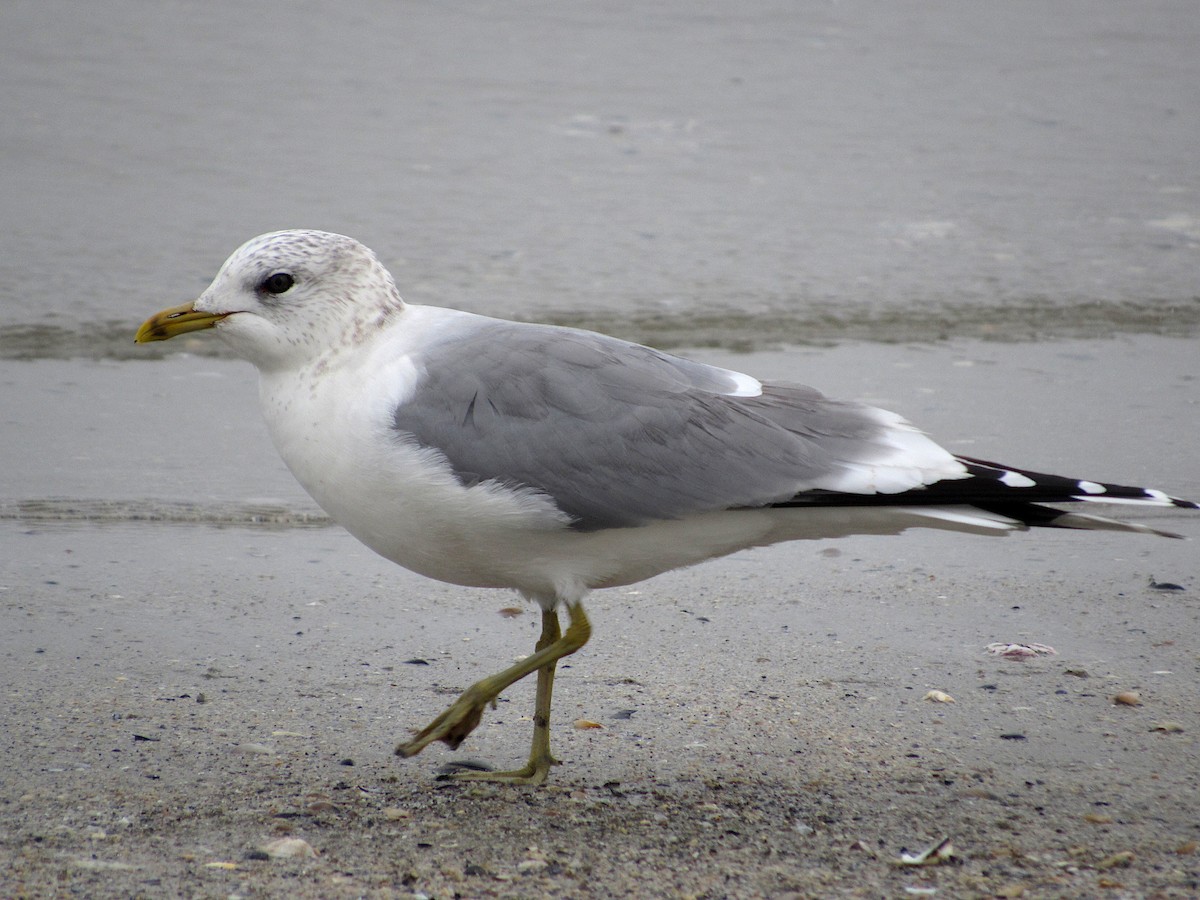 Common Gull - Pietro Melandri