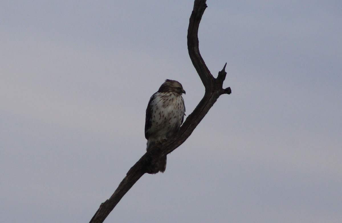 Red-shouldered Hawk (lineatus Group) - Tyler Ekholm