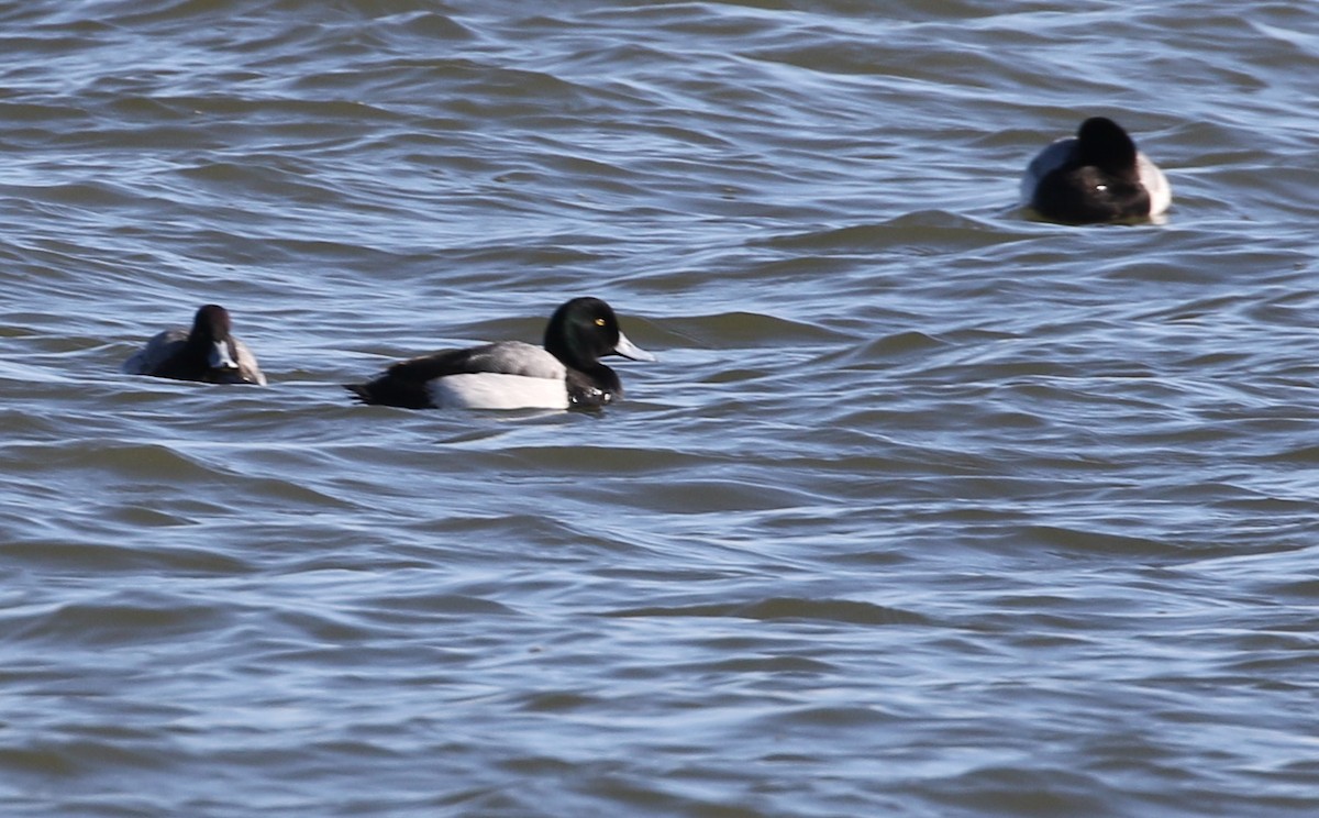 Greater Scaup - ML304800261