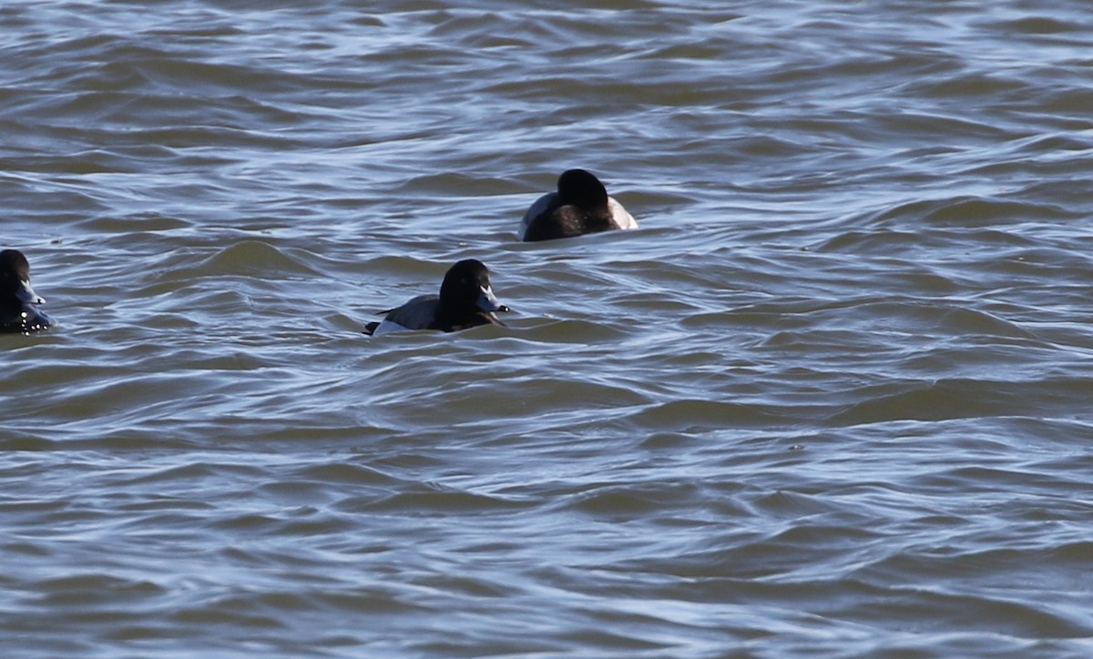 Greater Scaup - ML304800291