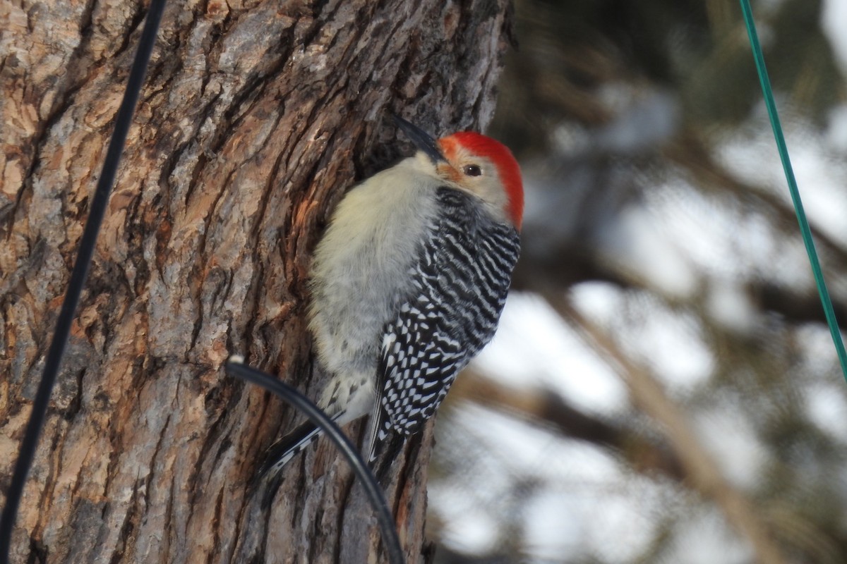 Red-bellied Woodpecker - ML304805891