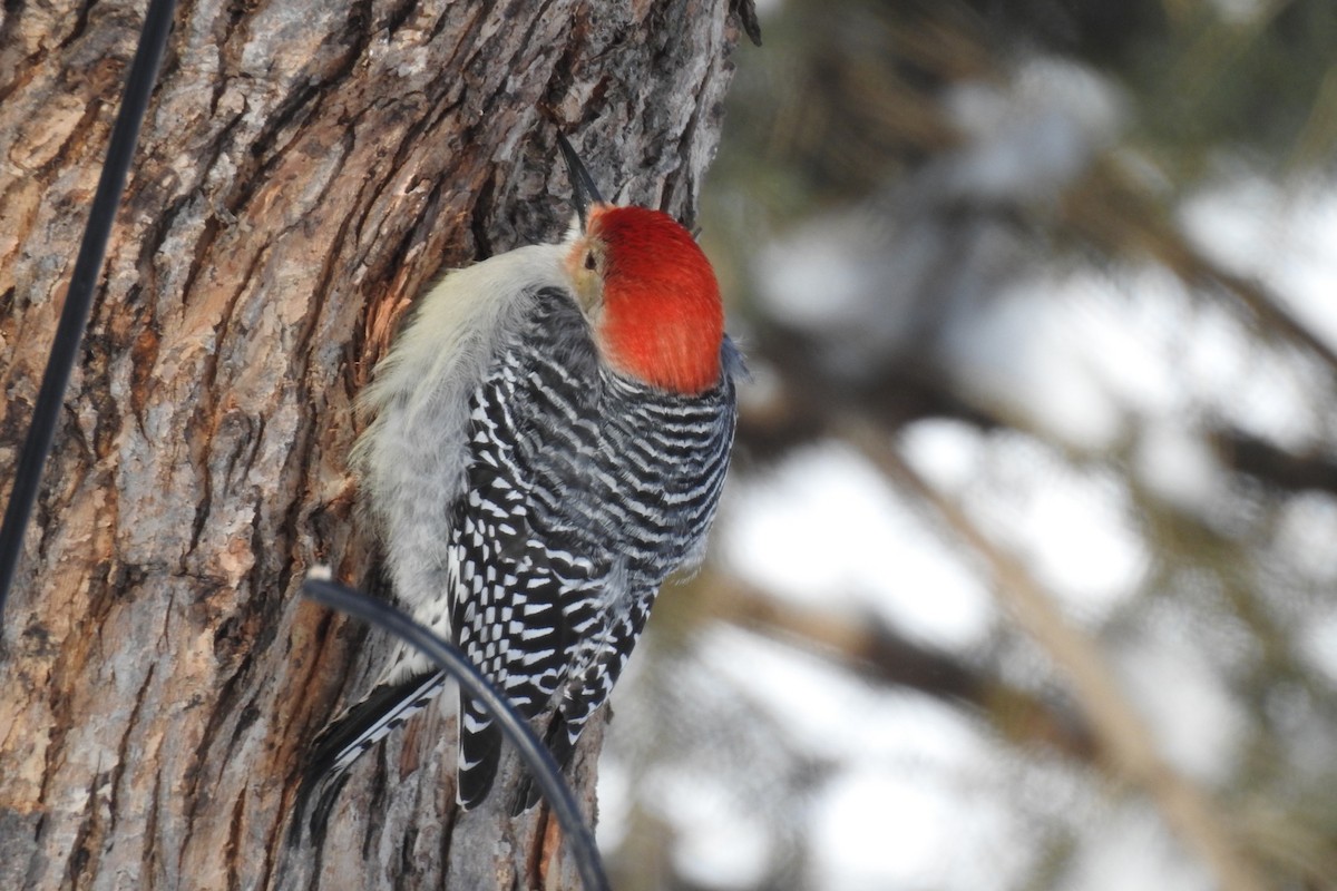 Red-bellied Woodpecker - ML304805901