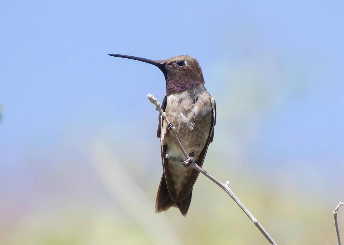 Black-chinned Hummingbird - ML30480911