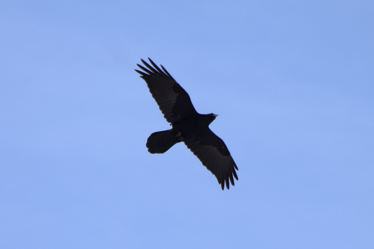 Common Raven - ML304812031