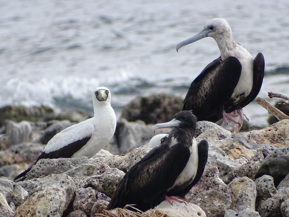 Masked Booby - ML304814331