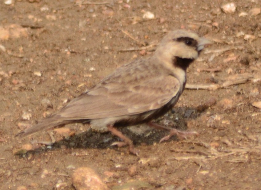 Ashy-crowned Sparrow-Lark - ML30481931