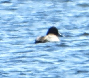 Greater Scaup - Ronnie Clark