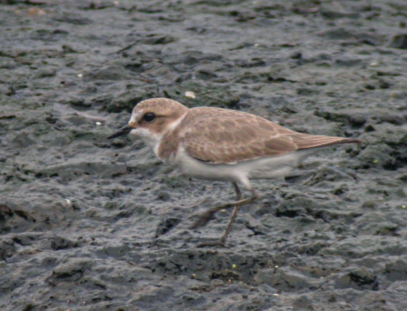 Snowy/Kentish Plover - eBird