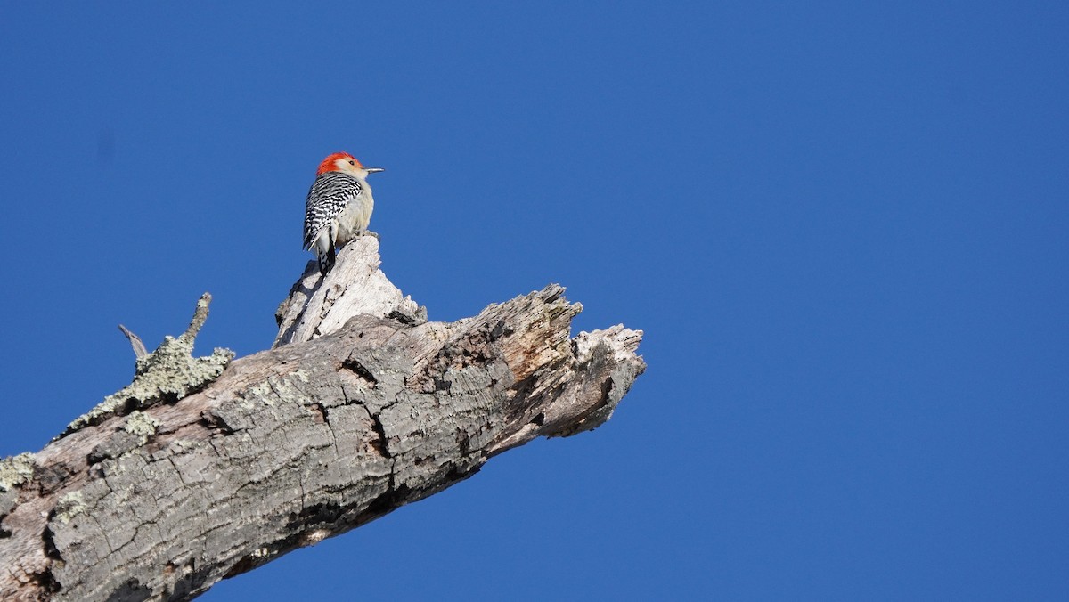 Red-bellied Woodpecker - ML304825031