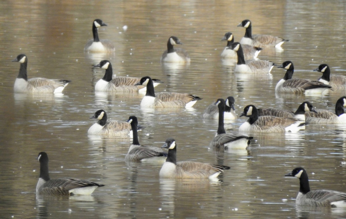 eBird Checklist 6 Feb 2021 Beltsville Agricultural Research Center