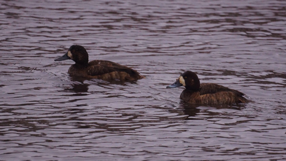 Greater Scaup - Bryan White