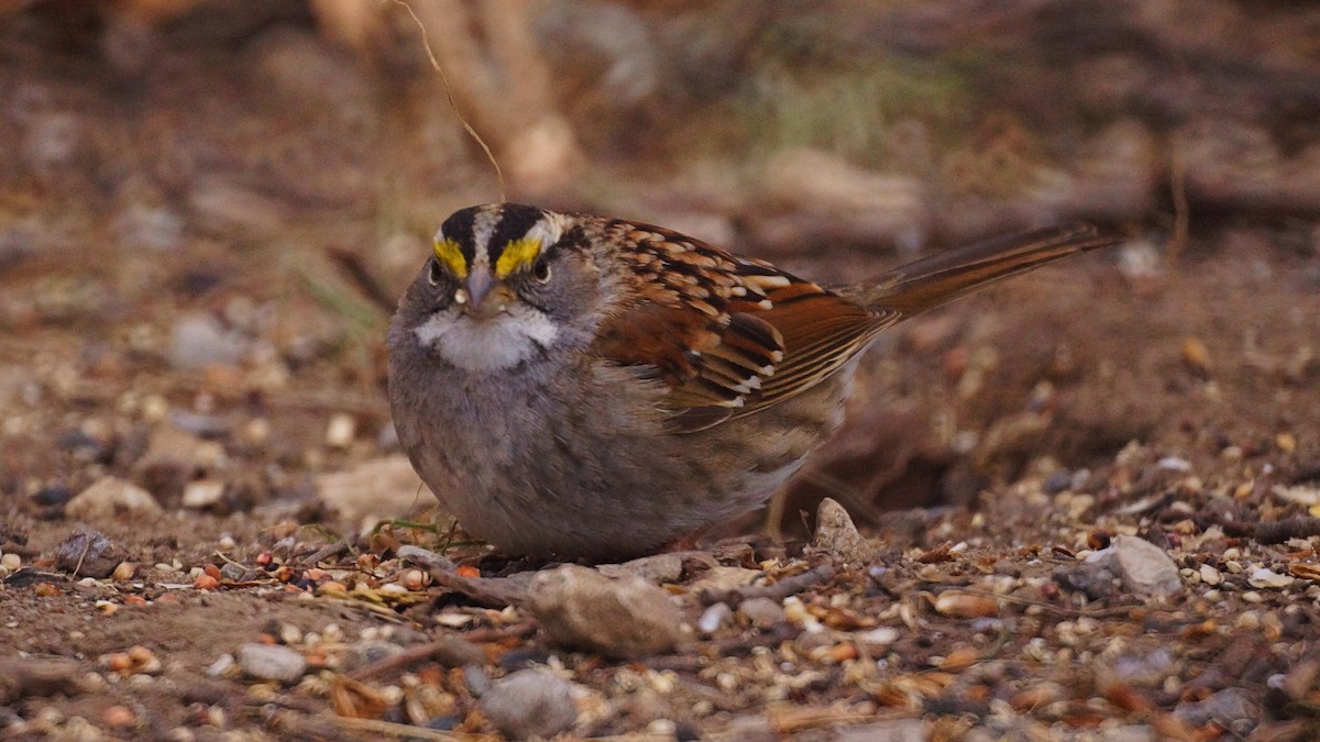 White-throated Sparrow - ML304837031