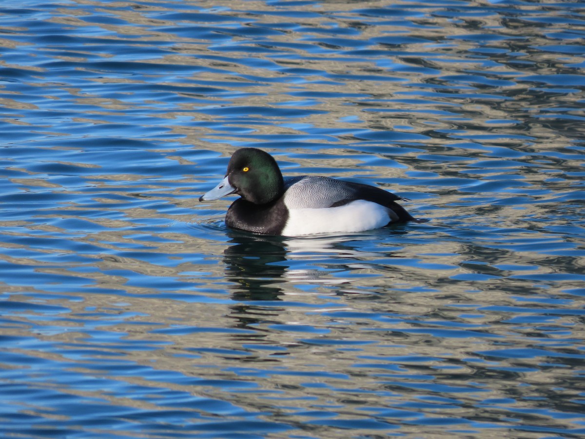 Greater Scaup - ML304842901