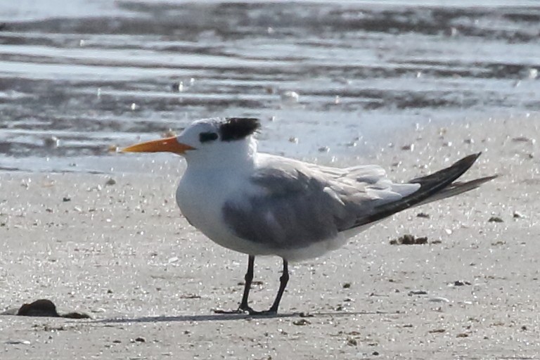 Lesser Crested Tern - Roly Pitts