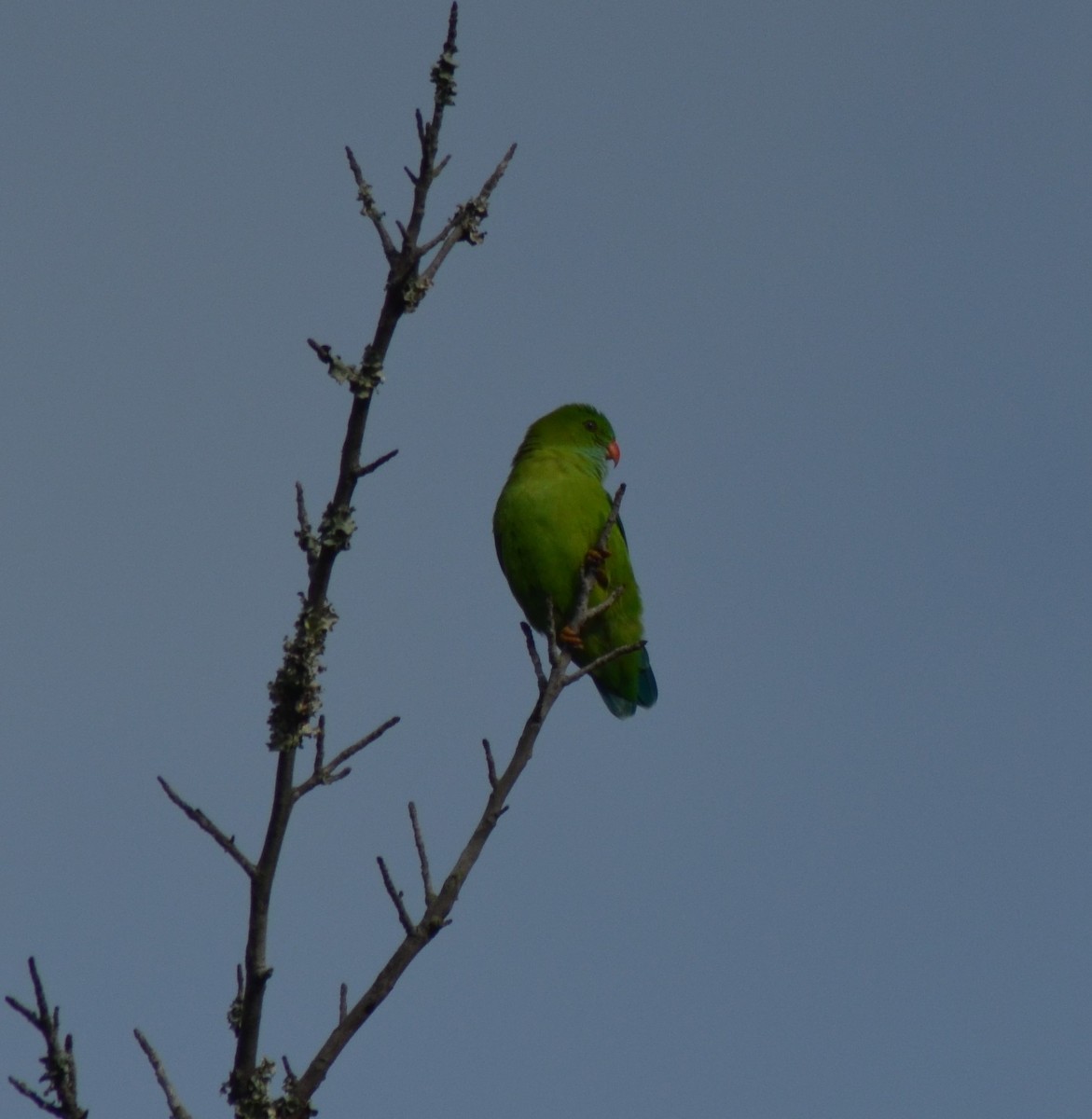 Vernal Hanging-Parrot - Karthikeyan G B