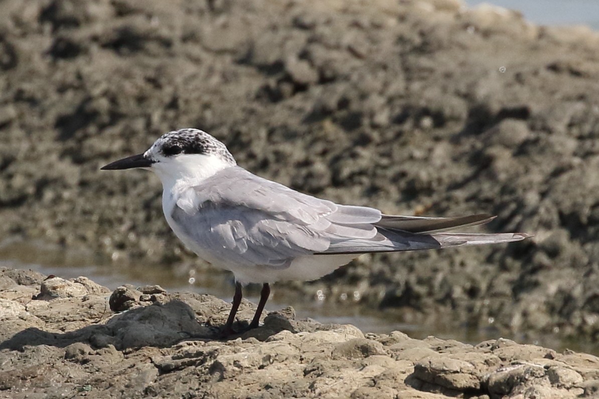 Whiskered Tern - Roly Pitts