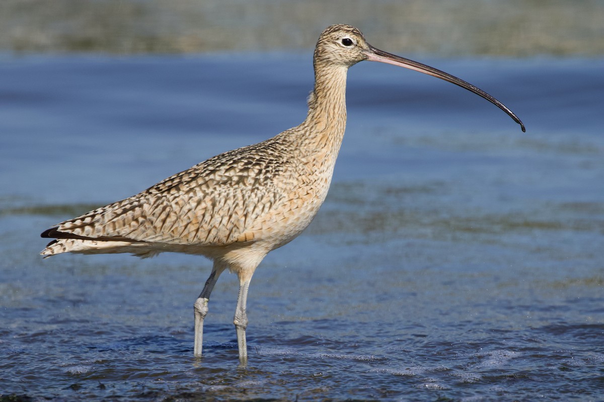 Long-billed Curlew - ML304864251