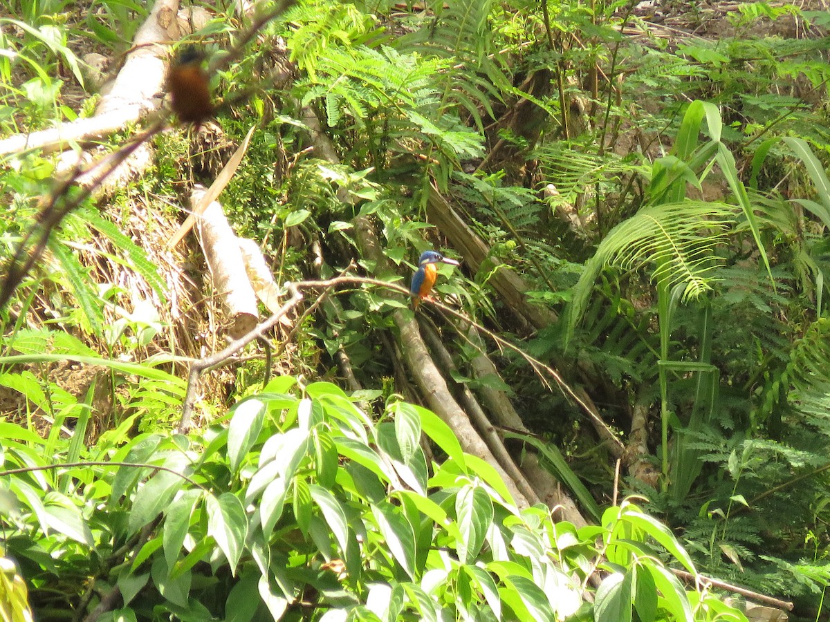 Common Kingfisher (Cobalt-eared) - ML304866041