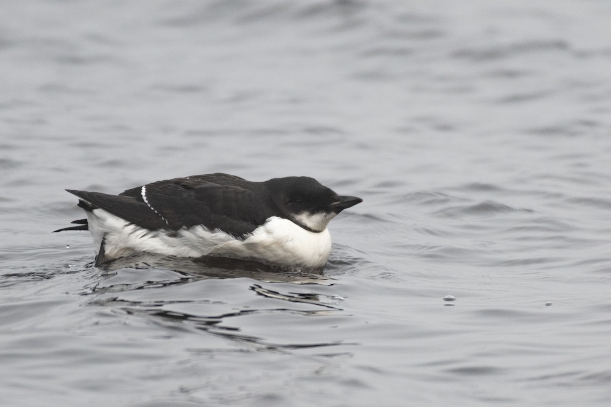 Thick-billed Murre - ML304866641