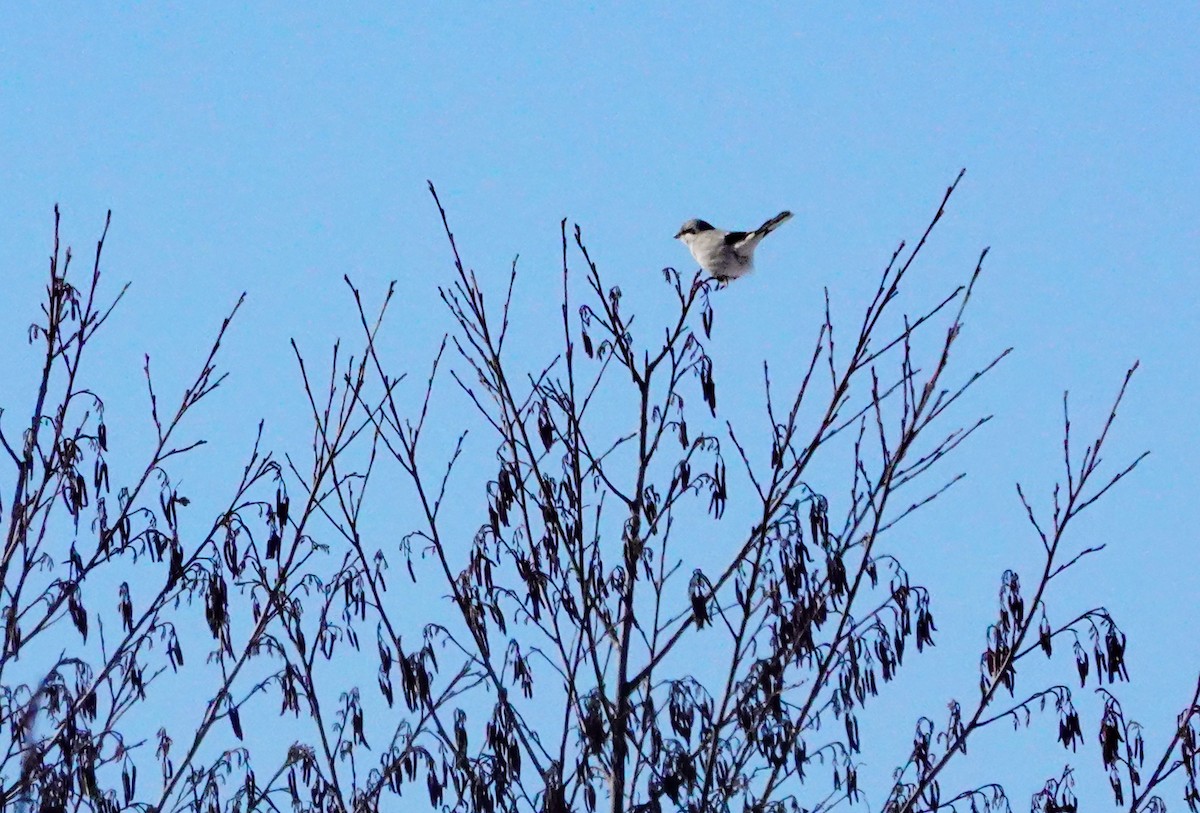 New York Breeding Bird Atlas Checklist 6 Feb 2021 Conewango Swamp