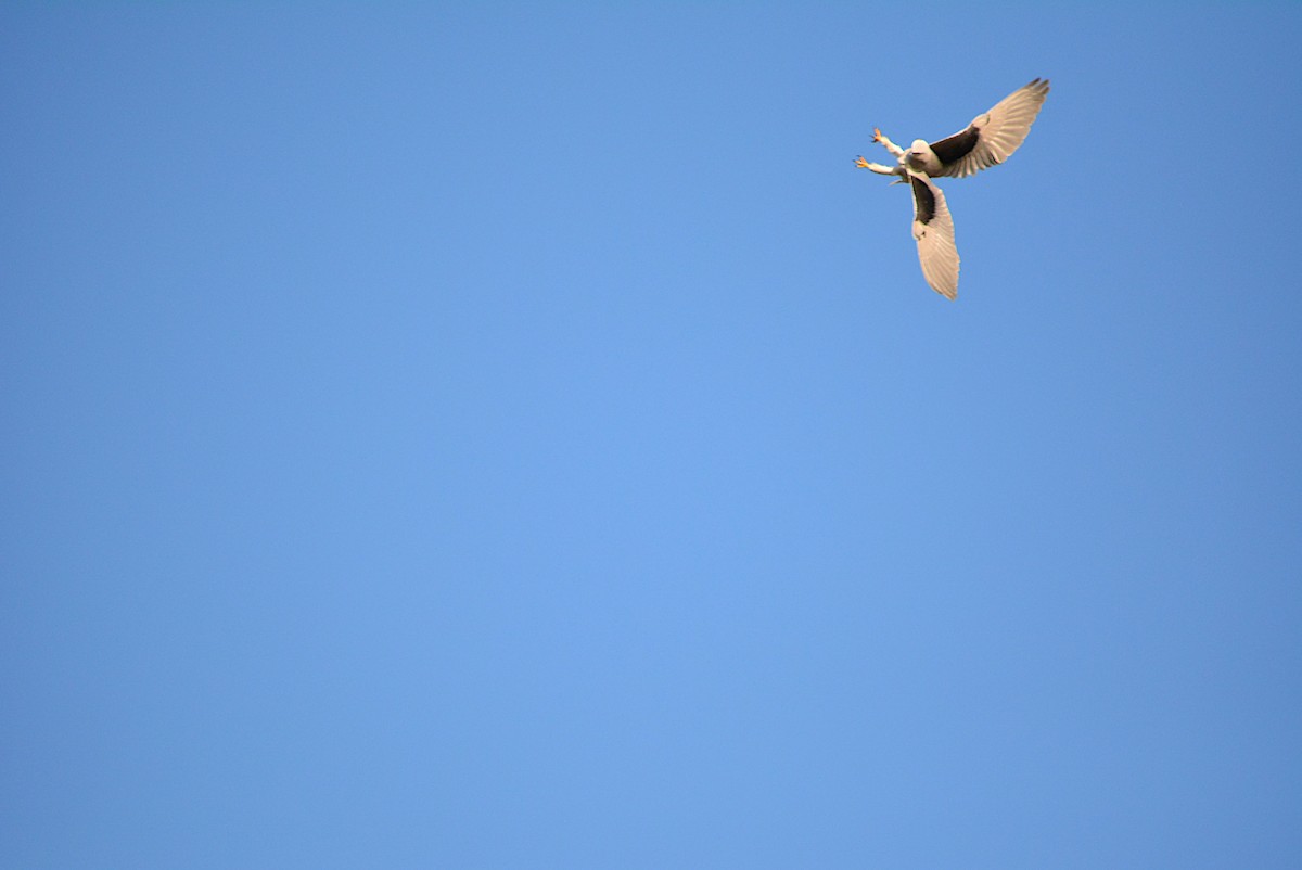 Black-winged Kite - Paulo Narciso