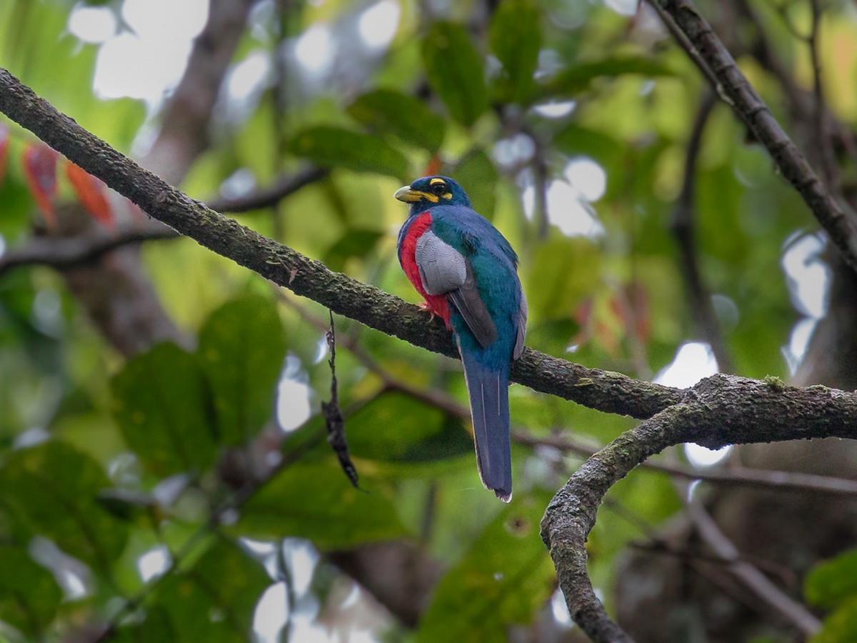 ニシアフリカキヌバネドリ Ebird