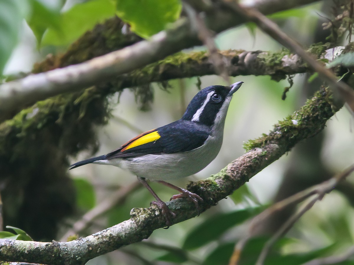 Pied Shrike-Babbler - Pteruthius flaviscapis - Birds of the World