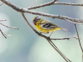  - Trilling Shrike-Babbler