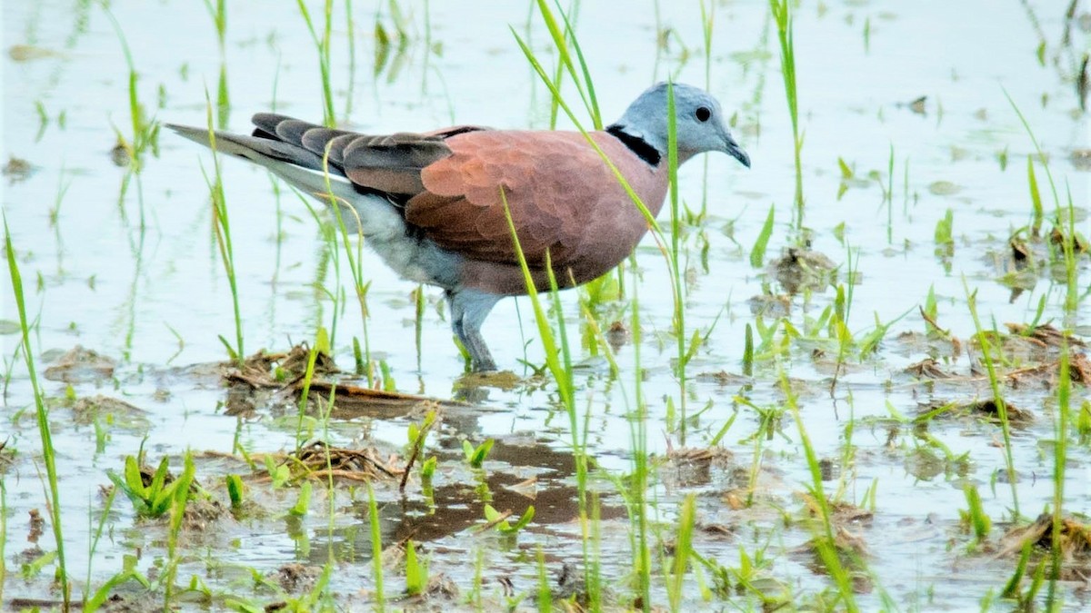 Red Collared-Dove - ML304893681