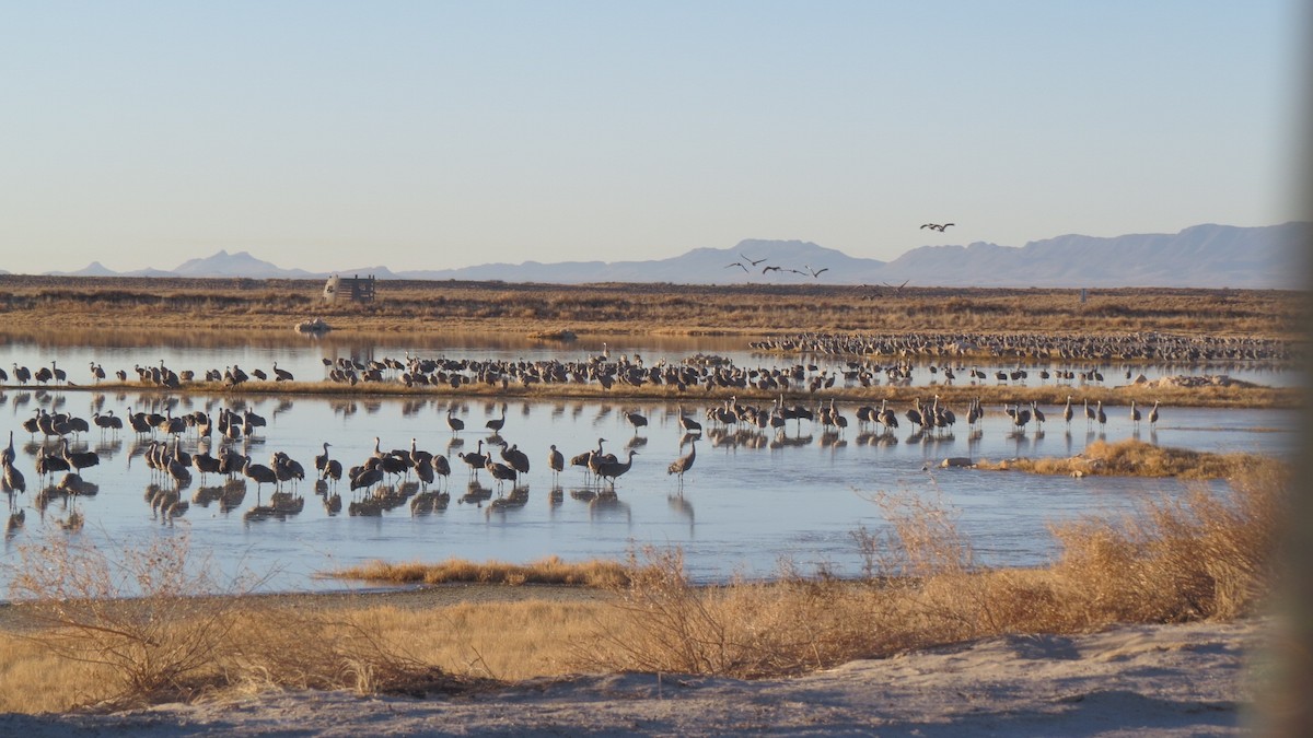 eBird Checklist - 6 Feb 2021 - Willcox--Lake Cochise and Twin Lakes ...