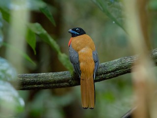  - Cinnamon-rumped Trogon