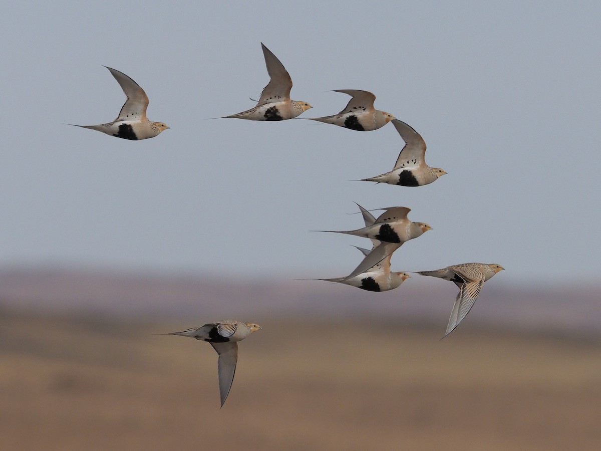 Pallas's Sandgrouse - Syrrhaptes paradoxus - Birds of the World, image size:1200x900