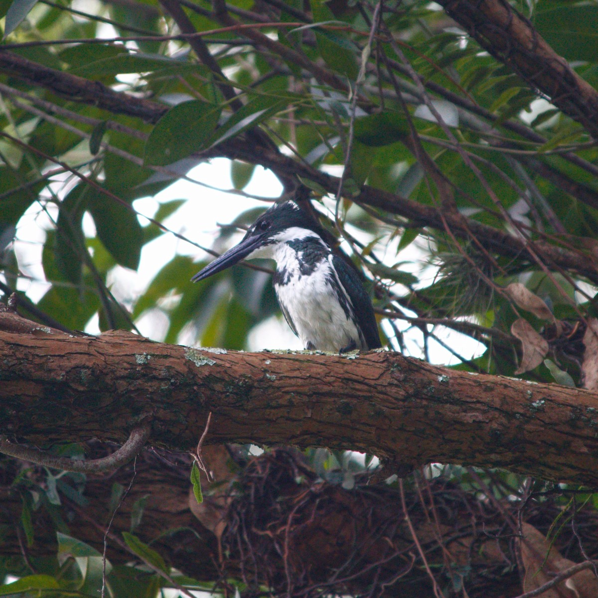Amazon Kingfisher - ML304904151