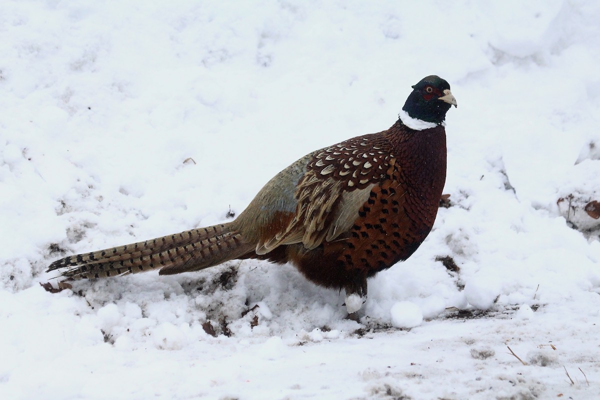 Ring-necked Pheasant - ML304909081