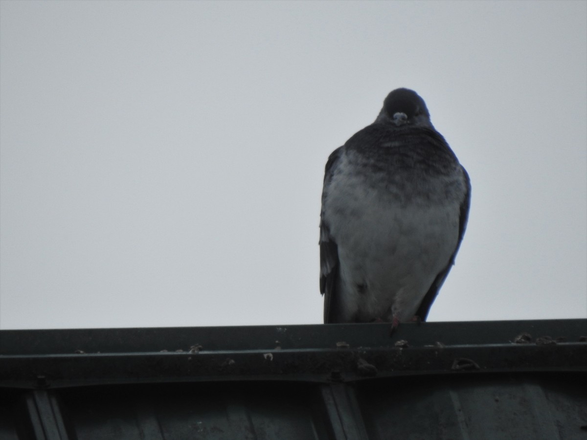 Rock Pigeon (Feral Pigeon) - ML304909311