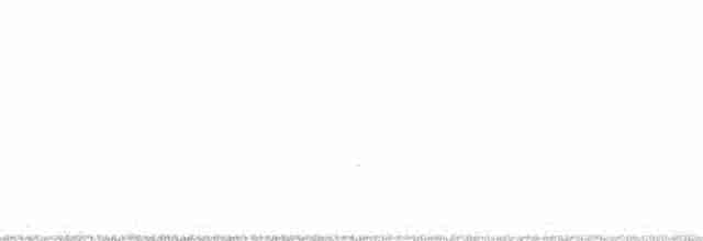 Carolinanachtschwalbe - ML30490981