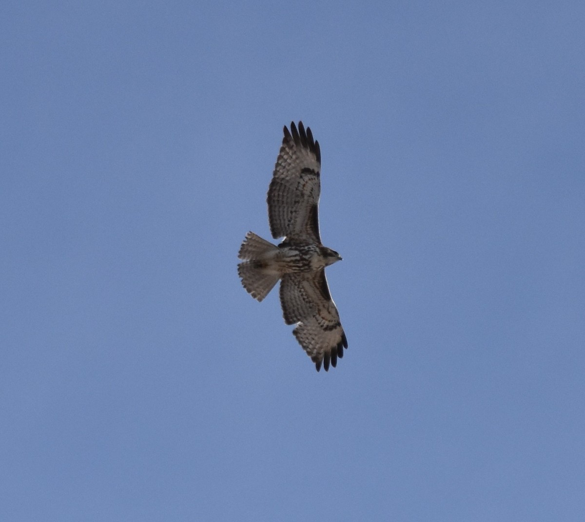 Red-tailed Hawk - ML304909841