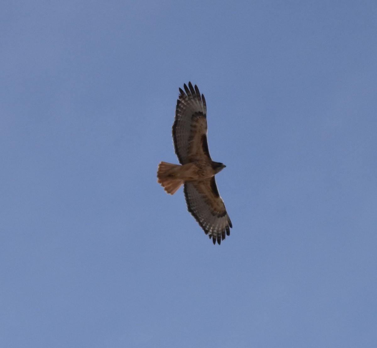 Red-tailed Hawk - ML304909851