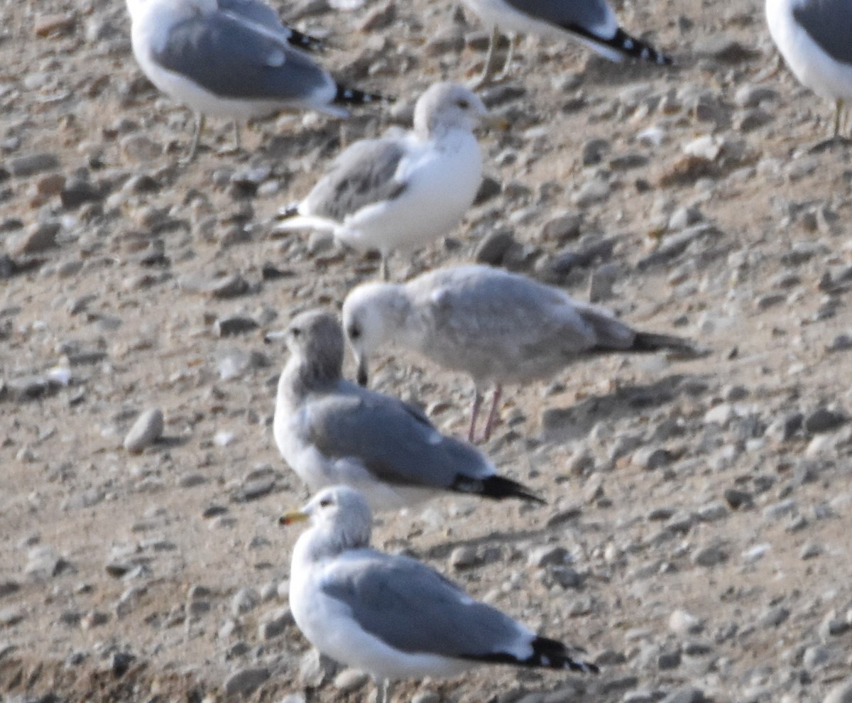 Iceland Gull (Thayer's) - Peter Olsoy